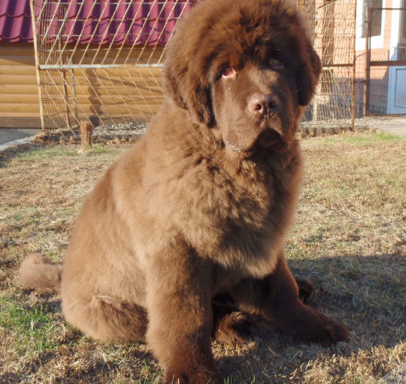 Фотография № 181509