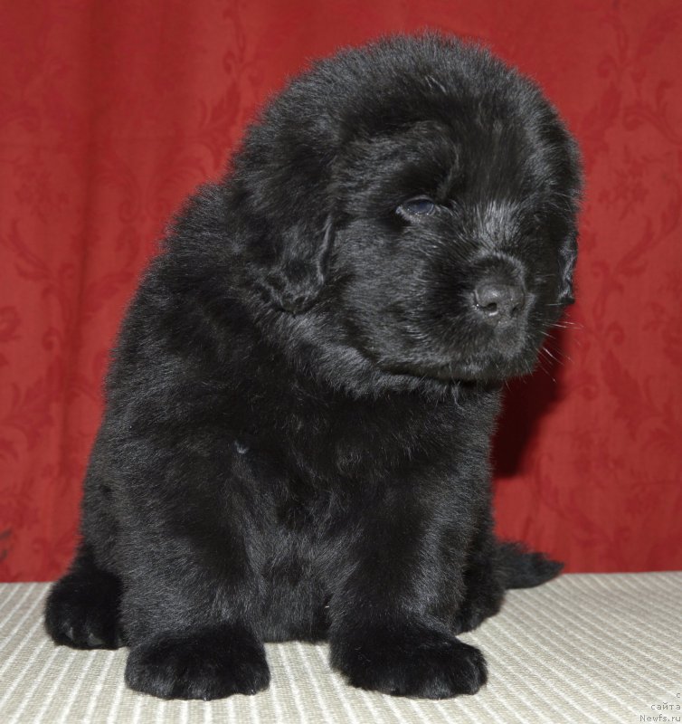 Фото: щенок кобель, ньюфаундленд Aquatoriya Kelvin Kadril (Акватория Келвин Кадриль)