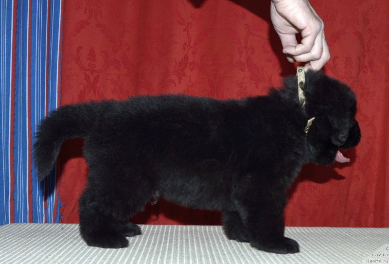 Фото: щенок кобель, ньюфаундленд Aquatoriya Kelvin Kadril (Акватория Келвин Кадриль)