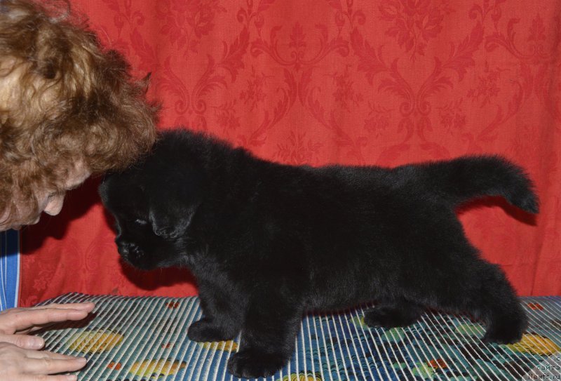 Фото: щенок кобель, ньюфаундленд Aquatoriya Kelvin Kadril (Акватория Келвин Кадриль)