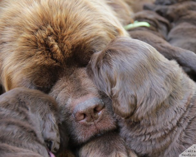 Фото: Natal'ya Smazchikova (Наталья Смазчикова)