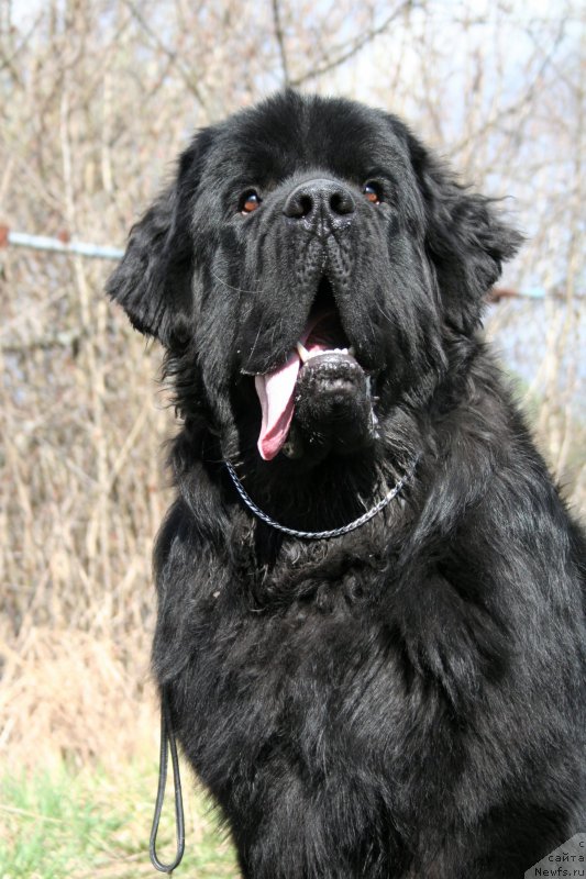 Фото: ньюфаундленд Chernaya Mafia Shrodinger Theory (Черная Мафия Шродингер Тхеору)