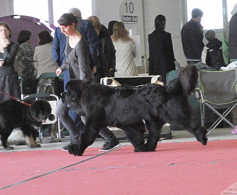 Фото: ньюфаундленд Chernaya Mafia Must Have (Черная Мафия Муст Хаве)