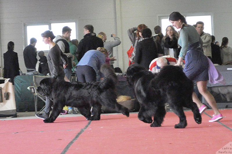 Фото: ньюфаундленд Chernaya Mafia Must Have (Черная Мафия Муст Хаве), ньюфаундленд Smigar Liverpulsiy Chetvertak (Смигар Ливерпульский Четвертак)