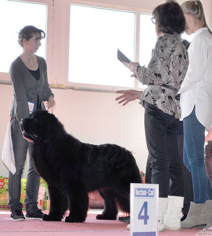 Фото: ньюфаундленд Chernaya Mafia Must Have (Черная Мафия Муст Хаве), YUliya Naumova (Юлия Наумова)