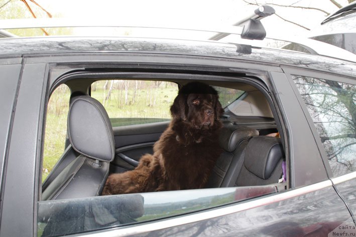 Фото: ньюфаундленд Hozjajka Doma s Berega Dona (Хозяйка Дома с Берега Дона)