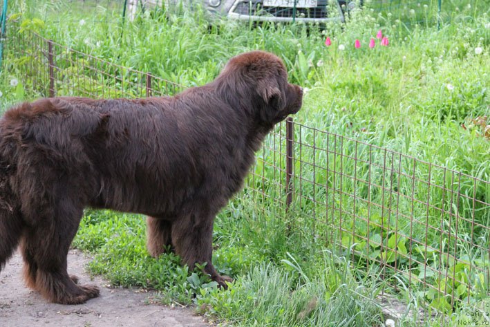 Фото: ньюфаундленд Hozjajka Doma s Berega Dona (Хозяйка Дома с Берега Дона)