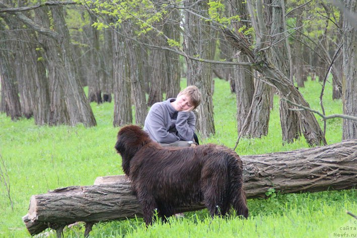 Фото: ньюфаундленд Hozjajka Doma s Berega Dona (Хозяйка Дома с Берега Дона), и, Даша