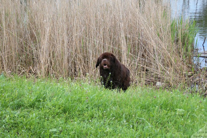 Фото: ньюфаундленд Hozjajka Doma s Berega Dona (Хозяйка Дома с Берега Дона)