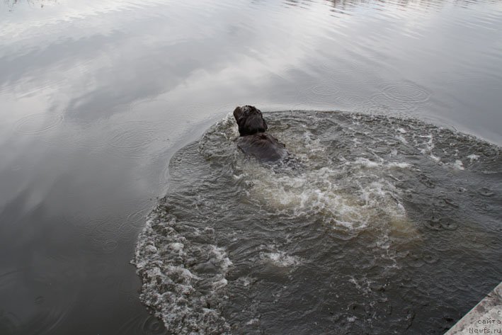 Фото: ньюфаундленд Hozjajka Doma s Berega Dona (Хозяйка Дома с Берега Дона)