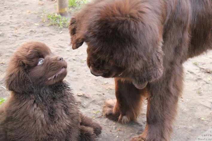Фото: ньюфаундленд Eroshka s Berega Dona (Ерошка с Берега Дона), ньюфаундленд Hozjajka Doma s Berega Dona (Хозяйка Дома с Берега Дона)