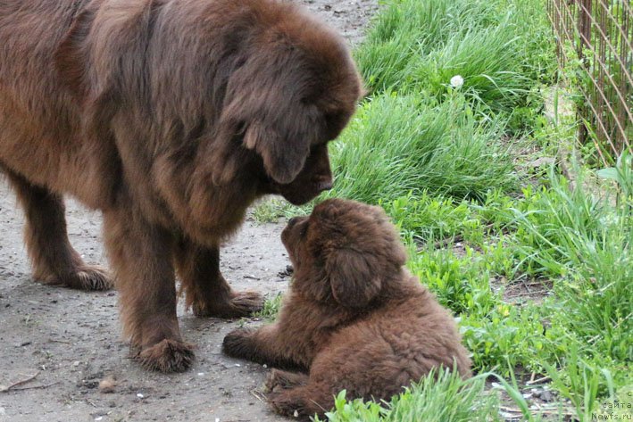 Фото: ньюфаундленд Hozjajka Doma s Berega Dona (Хозяйка Дома с Берега Дона), ньюфаундленд Eroshka s Berega Dona (Ерошка с Берега Дона)