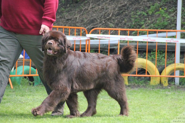 Фото: ньюфаундленд Hozjajka Doma s Berega Dona (Хозяйка Дома с Берега Дона)