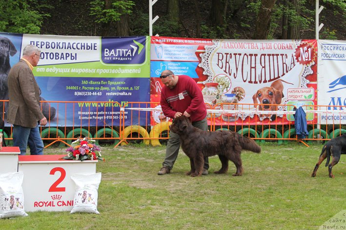 Фото: ньюфаундленд Hozjajka Doma s Berega Dona (Хозяйка Дома с Берега Дона)