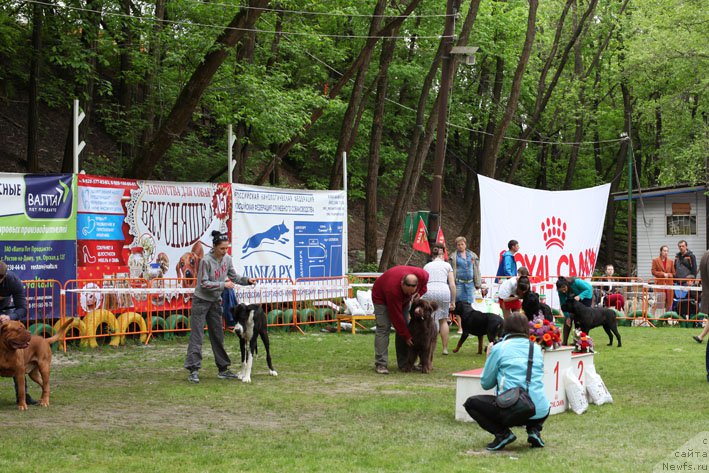 Фото: ньюфаундленд Hozjajka Doma s Berega Dona (Хозяйка Дома с Берега Дона)