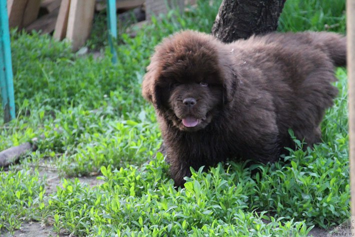 Фото: ньюфаундленд Eroshka s Berega Dona (Ерошка с Берега Дона)