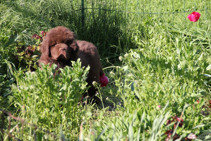 Фото: ньюфаундленд Eroshka s Berega Dona (Ерошка с Берега Дона)