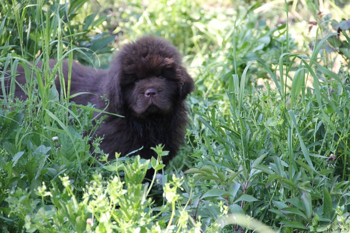 Фото: ньюфаундленд Eroshka s Berega Dona (Ерошка с Берега Дона)