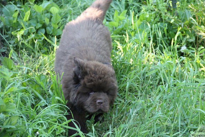 Фото: ньюфаундленд Eroshka s Berega Dona (Ерошка с Берега Дона)