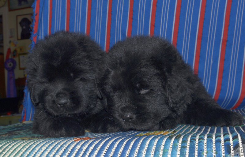 Фото: щенки, ньюфаундленд Aquatoriya Kelvin Kadril (Акватория Келвин Кадриль)