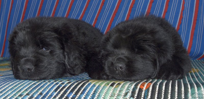 Фото: щенки, ньюфаундленд Aquatoriya Kelvin Kadril (Акватория Келвин Кадриль)