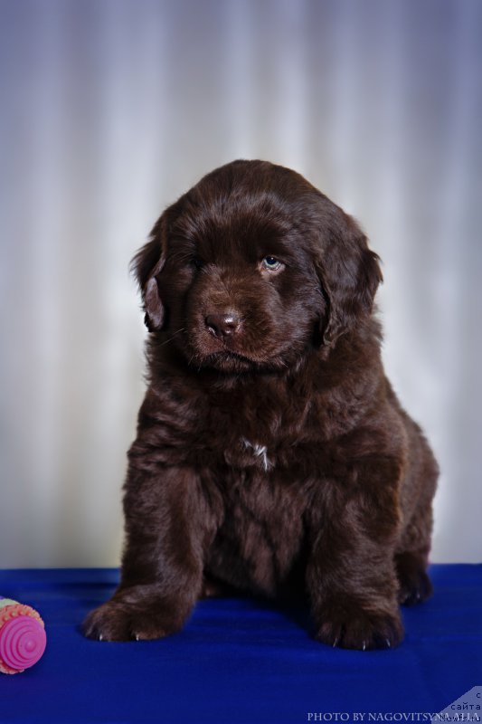 Фото: ньюфаундленд Nezhdannaya Nagrada (Нежданная Награда)