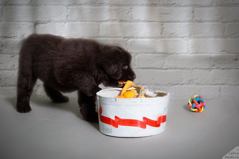 Фото: ньюфаундленд Nezhdannaya Nagrada (Нежданная Награда)