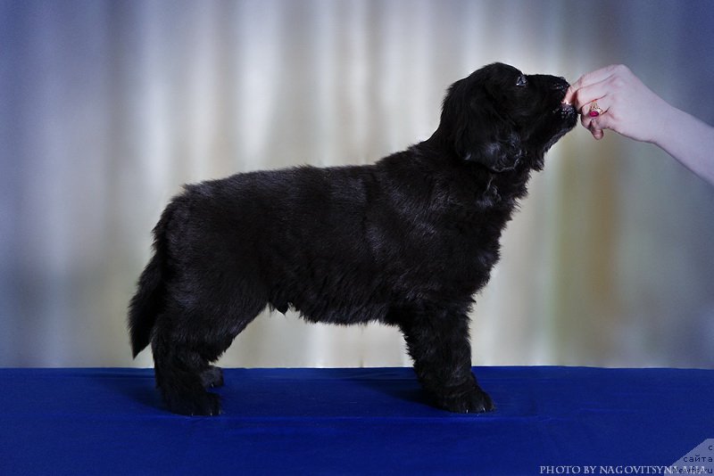 Фото: ньюфаундленд Naslednik Imperii (Наследник Империи)