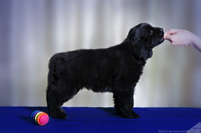 Фото: ньюфаундленд Naveki Vasha (Навеки Ваша)