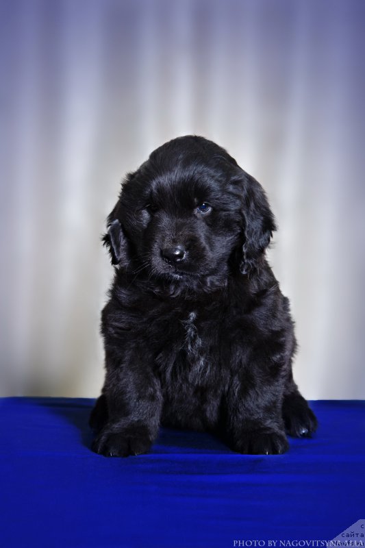 Фото: ньюфаундленд Naveki Vasha (Навеки Ваша)