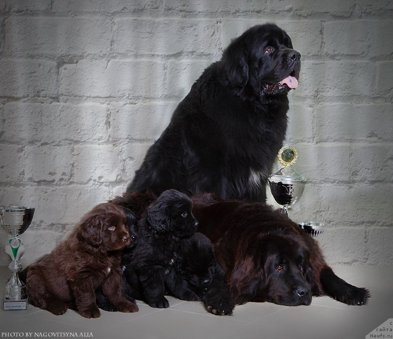 Фото: ньюфаундленд Na Grebne Volnyi Korolevskiy Syin (На Гребне Волны Королевский Сын), ньюфаундленд Aleksandriya Moya Radost' (Александрия Моя Радость), ньюфаундленд Nezhdannaya Nagrada (Нежданная Награда), ньюфаундленд Naveki Vasha (Навеки Ваша), ньюфаундленд Naryadnaya Ledi (Нарядная Леди), ньюфаундленд Naslednik Imperii (Наследник Империи)