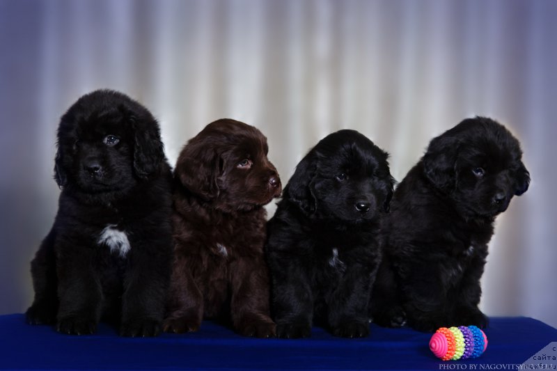 Фото: ньюфаундленд Naryadnaya Ledi (Нарядная Леди), ньюфаундленд Nezhdannaya Nagrada (Нежданная Награда), ньюфаундленд Naveki Vasha (Навеки Ваша), ньюфаундленд Naslednik Imperii (Наследник Империи)
