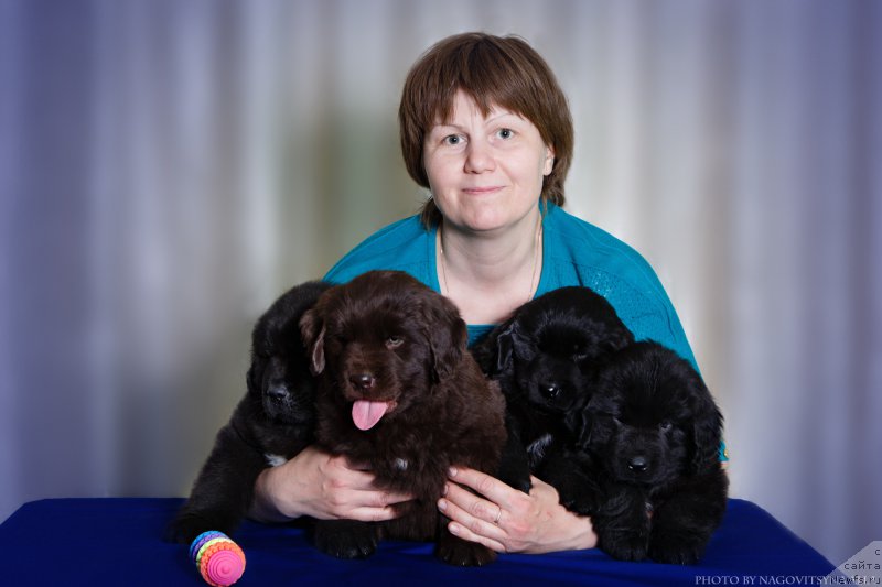 Фото: Ol'ga Budina (Ольга Будина), ньюфаундленд Naryadnaya Ledi (Нарядная Леди), ньюфаундленд Nezhdannaya Nagrada (Нежданная Награда), ньюфаундленд Naveki Vasha (Навеки Ваша), ньюфаундленд Naslednik Imperii (Наследник Империи)