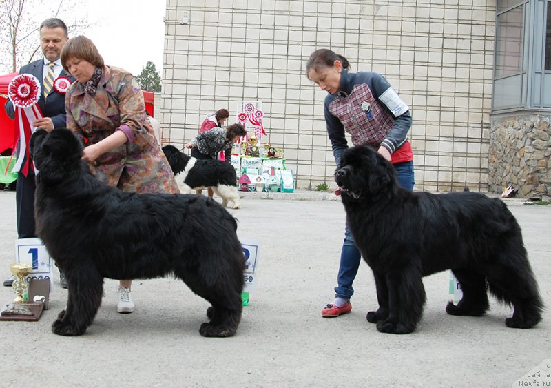 Фото: ньюфаундленд Aquatoriya Kelvin Fifa (Акватория Келвин Фифа), ньюфаундленд Moon Brook Good As Gold (Моон Броок Гоод Ас Голд)