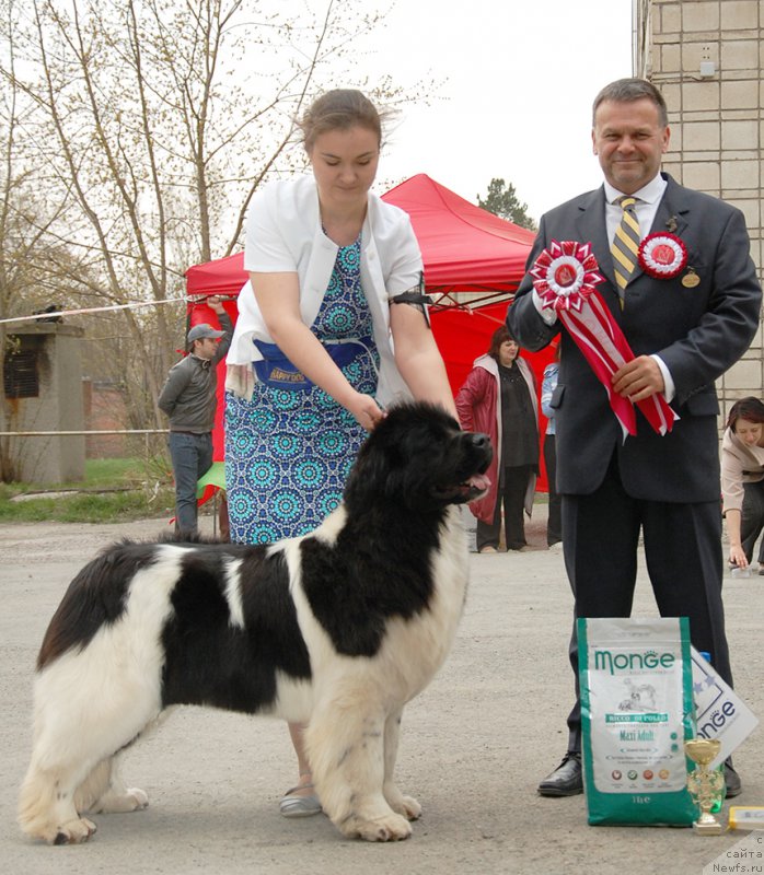 Фото: ньюфаундленд Akvian Song Kiss from Rouz (Аквиан Сонг Кисс Фром Роуз)