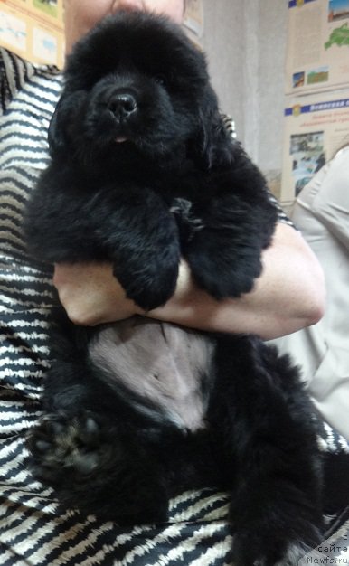 Фото: Тори, ньюфаундленд N'yufort CHernika Ledi (Ньюфорт Черника Леди)