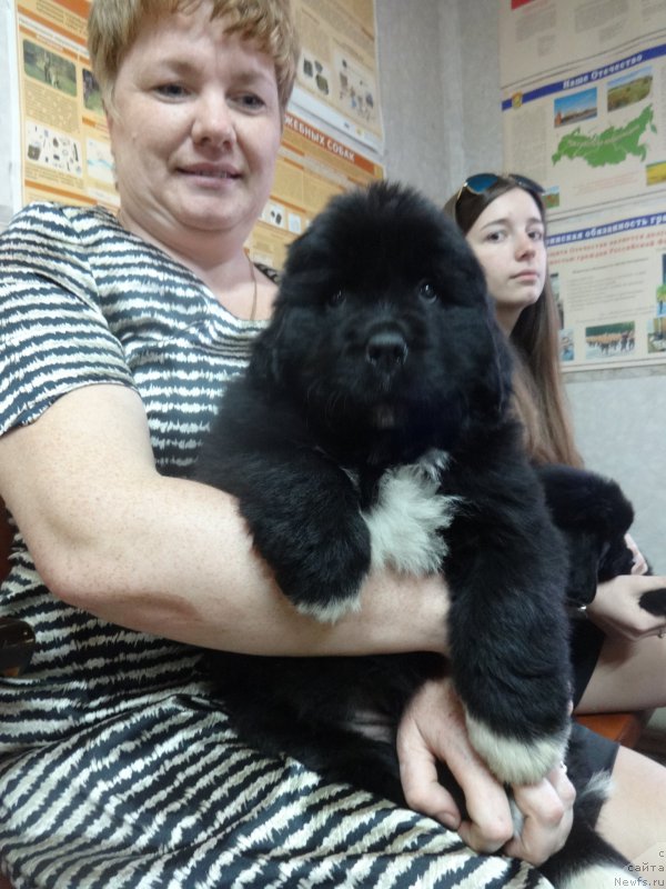 Фото: Лиза, ньюфаундленд N'yufort CHernika Ledi (Ньюфорт Черника Леди)