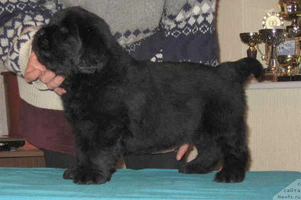 Фото: ньюфаундленд Iskrenniy Drug s Berega Dona (Искренний Друг с Берега Дона)