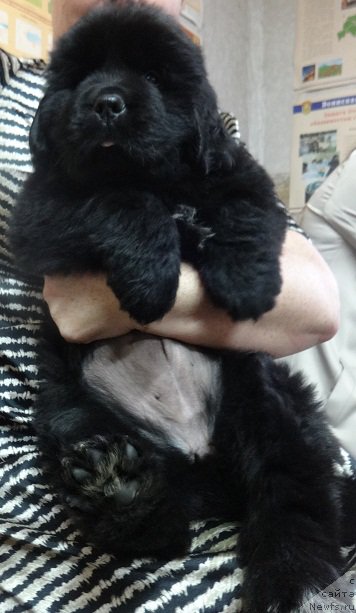 Фото: ньюфаундленд N'yufort CHernika Ledi (Ньюфорт Черника Леди)