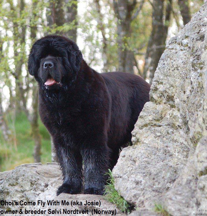 Фото: ньюфаундленд Ohoi's Come Fly With Me