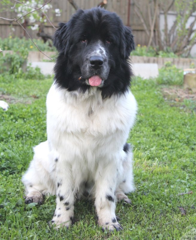 Фото: ньюфаундленд Sent Djons Isida (Сент Джонс Исида)