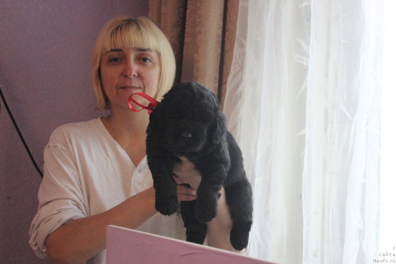 Фото: ньюфаундленд Azartnyiy Igrok (Азартный Игрок)