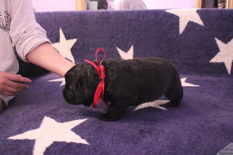 Фото: ньюфаундленд Azartnyiy Igrok (Азартный Игрок)