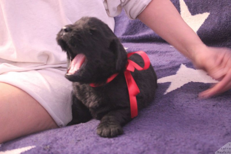 Фото: ньюфаундленд Azartnyiy Igrok (Азартный Игрок)