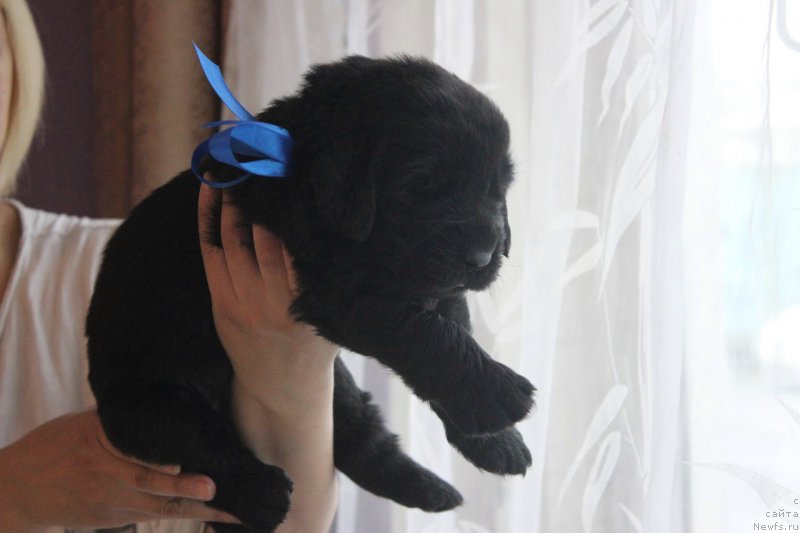 Фото: ньюфаундленд Art Deko Osobyiy SHik (Арт Деко Особый Шик)