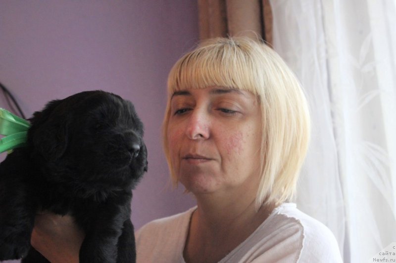 Фото: ньюфаундленд Aristokraticheskaya SHtuchka (Аристократическая Штучка)