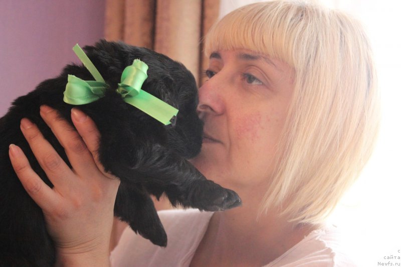 Фото: ньюфаундленд Aristokraticheskaya SHtuchka (Аристократическая Штучка)