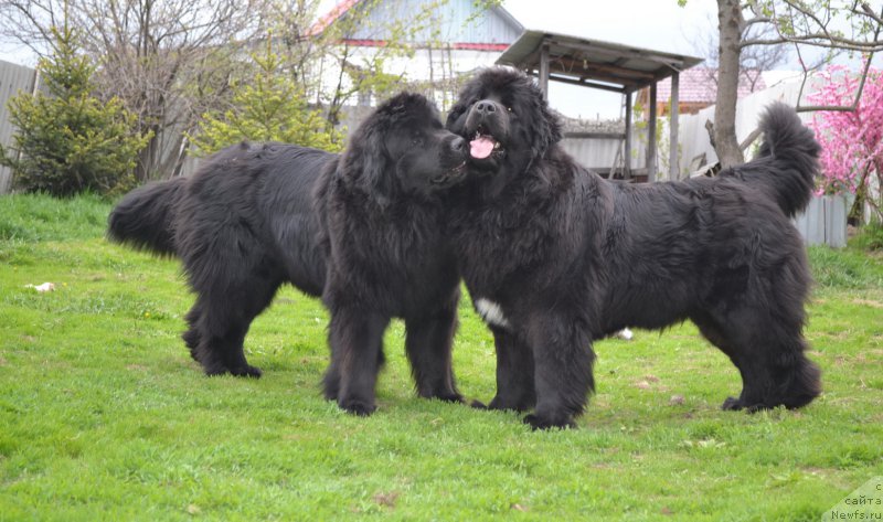 Фото: ньюфаундленд Talisman Morya Magiya Voln (Талисман Моря Магия Волн), ньюфаундленд Talisman Morya Mishel' (Талисман Моря Мишель)