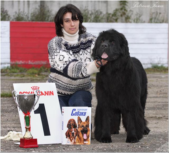 Фото: ньюфаундленд Zholli Wonderfull iz Medvejyego Yara (Жолли Вандерфулл из Медвежьего Яра), YUliya Cyibul'skaya (Юлия Цыбульская)