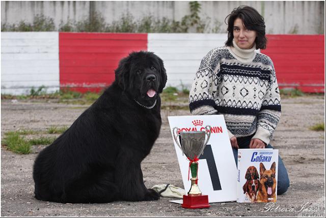 Фото: ньюфаундленд Zholli Wonderfull iz Medvejyego Yara (Жолли Вандерфулл из Медвежьего Яра), YUliya Cyibul'skaya (Юлия Цыбульская)